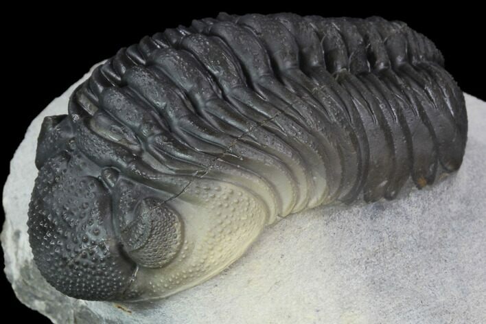 Detailed Morocops Trilobite - Top Quality Specimen #88870